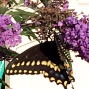 Meet your Posher, Mickie